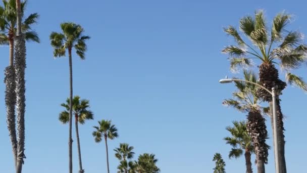 Παλάμες στο Λος Άντζελες, Καλιφόρνια, ΗΠΑ. Καλοκαίρι αισθητική της Σάντα Μόνικα και Venice Beach στον Ειρηνικό Ωκεανό. Καθαρός γαλάζιος ουρανός και εικονικοί φοίνικες. Ατμόσφαιρα του Μπέβερλι Χιλς στο Χόλιγουντ. Δονήσεις LA — Αρχείο Βίντεο