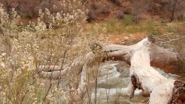 Fiume di montagna nel parco nazionale di Sion, autunno nello Utah, USA. Ruscello in canyon rosso piovoso, pietre di terracotta e torrente. Tempo nebbioso e calma atmosfera autunnale. Ecoturismo negli Stati Uniti d'America — Video Stock