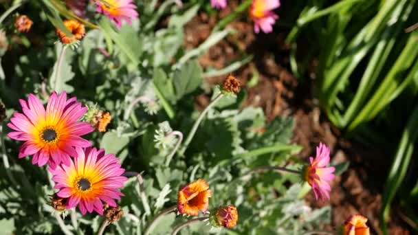 Daisy ya da Marguerite renkli çiçekler, California USA. Aster ya da Cape Marigold çok renkli mor menekşe çiçeği. Evde bahçe işleri, Amerikan dekoratif ev bitkisi, doğal botanik atmosfer. — Stok video