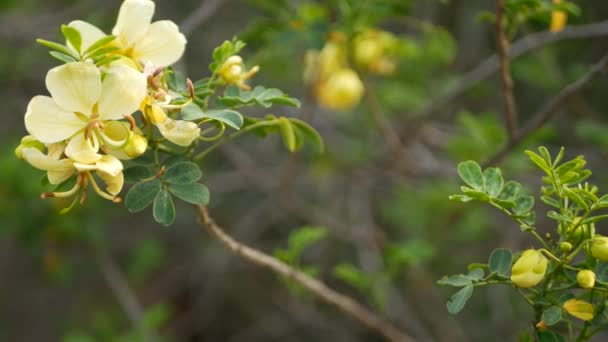 Цветок желтой сенны в саду, Калифорния, США. Cassia candlewood spring pure bloom, romantic botanical atmosphere, delicate tender blossom. Весенние светлые цвета. Мягкое размытие свежести, спокойное утро. — стоковое видео