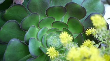 Aeonium arboreum houseleek ağacı sarı çiçek, Kaliforniya, ABD. İrlanda gülü koyu sulu şişkinlik. Evde bahçıvanlık, Amerikan dekoratif ev bitkisi, doğal botanik çöl atmosferi.