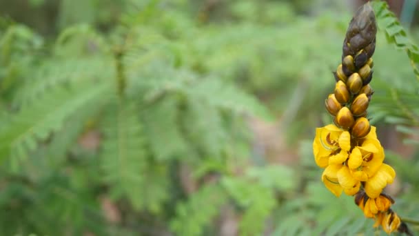 Flor de flor de senna africana, jardinería en California, Estados Unidos. Fondo botánico natural de cerca. Flor amarilla en el jardín matutino de primavera, flora fresca de primavera en enfoque suave. Candelabro planta jugosa. — Vídeo de stock