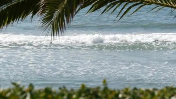 Csendes-óceáni dagály, California Beach USA. Tengeri hullámok és pálmafa a napsütéses napon. Nyári vakáció. — Stock videók