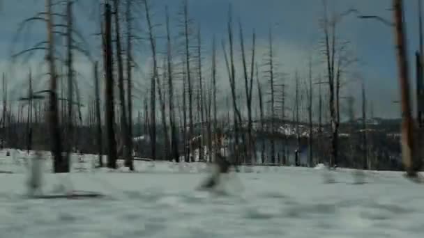 Erdőtűz utóhatása, megégett fák az USA-ban. Fekete száraz égett tűlevelű erdők tűzvész után. Kiszáradt fa a Bryce kanyonban. Természeti katasztrófa és ökológiai katasztrófa — Stock videók