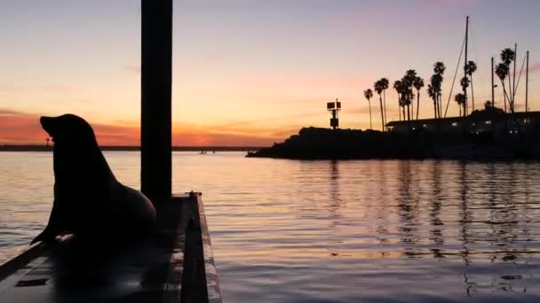 Zeeleeuwen rookkerij op pier, Californië, USA. Californische oceaan kust wilde dieren. Wilde zeehond door zeewater. — Stockvideo