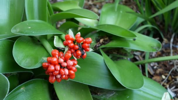 Bagas vermelhas na floresta, Califórnia EUA. Exótico tropical selva floresta tropical atmosfera botânica. Primavera manhã suculento vegetação vívida, folhas de plantas. Primavera jardim de fadas, frescura botânica em madeira — Vídeo de Stock