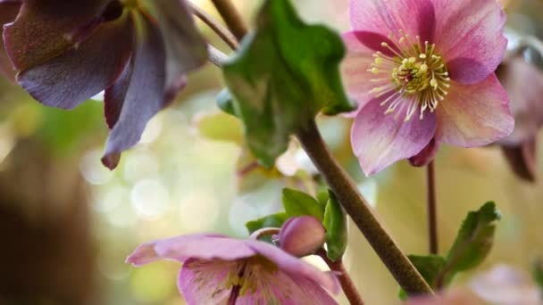 Helleborus winter rose pink flower in forest, California USA. Cuaresma flor de la flor de la primavera de la rosa, atmósfera de la mañana, flor floral botánica delicada. Frescura primaveral, cinematógrafo sin costura — Vídeo de stock