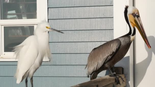 Pelikán és fehér havas egret a mólón korlát, California USA. Tengerpart, parti gém madár. — Stock videók