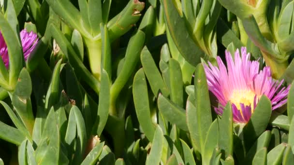 Isväxt saftig trädgårdsskötsel i Kalifornien, USA. Trädgårdsdesign. Naturliga botaniska prydnadsväxter mexikanska krukväxter och blommor, torra öken blomsterodling. Lugn atmosfär. Surt eller hottentot fikon — Stockvideo