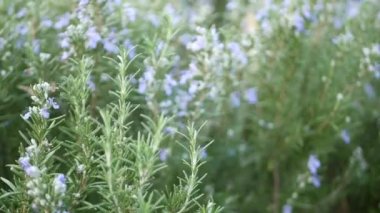 Bahçe, Kaliforniya 'da biberiyeli salvia otu. Bahar zamanı çayır romantik atmosfer, sabah rüzgarı, narin aromatik adaçayının saf yeşilliği. Taze bahar bahçesi ya da yumuşak odak noktasında lea. Çiçekler açar.