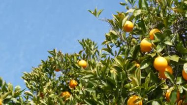 Kaliforniya 'da ağaçta portakal meyvesi. Bahar bahçesi, Amerikan yerel tarım çiftliği, çiftlik bahçesi. Sulu taze yapraklar, dalda egzotik tropikal hasat. Bahar zamanı gökyüzü