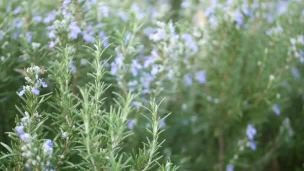 Rosemary salvia zioło w ogrodzie, Kalifornia USA. Wiosenna łąka romantyczna atmosfera, poranny wiatr, delikatna zieleń aromatycznej szałwii. Wiosna świeży ogród lub lea w miękkiej ostrości. Kwiaty kwitną — Wideo stockowe