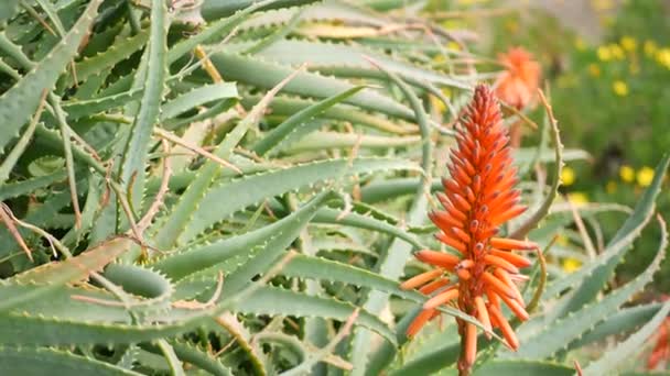 Aloe zamatos növény vörös virág, Kalifornia USA. Desert flora, száraz éghajlat természetes botanikai közelről háttér. Aloe Vera élénk, lédús virága. Kertészkedés Amerikában, nő a kaktusz és agave — Stock videók