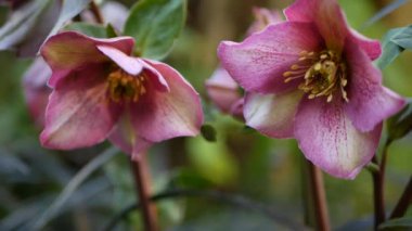Helleborus kış gülü. Kaliforniya 'da, Orman' da pembe çiçek. Lenten gül çiçeği bahar çiçeği, sabah atmosferi, narin botanik çiçekleri. Bahar perisi tazeliği, ormandaki kır çiçekleri