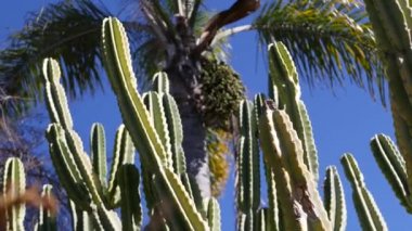 Kaktüs sulu bitki, California USA. Çöl bitkisi, kurak iklim doğal çiçek, botanik yakın plan. Yeşil süslemeli sıra dışı ev bitkisi. Amerika 'da bahçıvanlık, aloe ve agave ile büyür