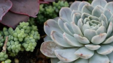 Sulu bitki koleksiyonu, Kaliforniya, ABD 'de bahçıvanlık. Ev bahçesi tasarımı, çeşitli botanik tavuk çeşitliliği ve yavrular. Dekoratif dekoratif ekvator çiçekleri, çiçekçilik karışımı.