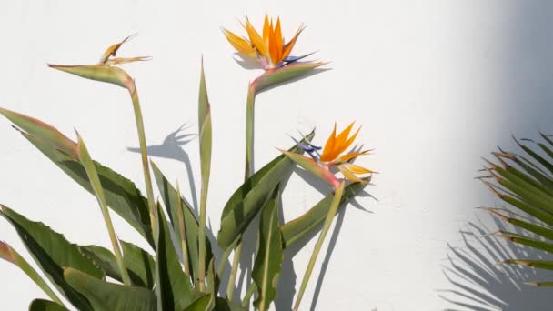 Strelitzia madár paradicsom trópusi daru virág, California USA. Narancs egzotikus virágos virág, árnyék a fehér falon, természetes trendi házi kertészkedés. Los Angeles nyári hangulata — Stock videók