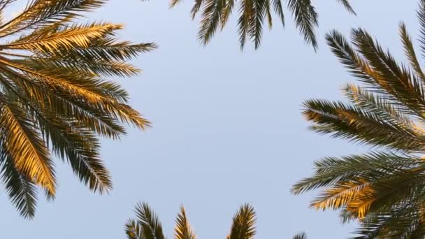 Palms in Los Angeles, California, USA. Summertime aesthetic of Santa Monica and Venice Beach on Pacific ocean. Clear blue sky and iconic palm trees. Atmosphere of Beverly Hills in Hollywood. LA vibes — Stock Video