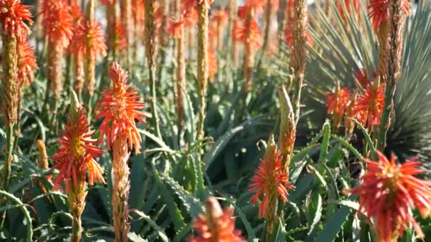 Aloe succulent plant red flower, California USA. Pouštní flóra, suché klima přírodní botanické zblízka pozadí. Živý šťavnatý květ Aloe Very. Zahradnictví v Americe, roste s kaktusem a agáve — Stock video