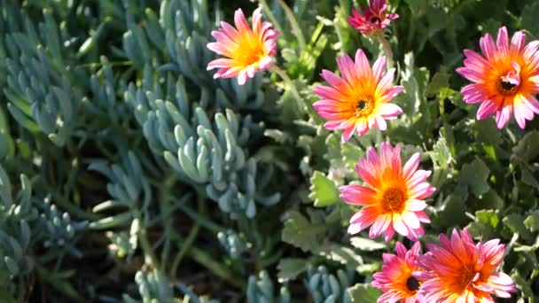 Daisy nebo Marguerite barevné květiny, Kalifornie USA. Aster nebo mys Marigold vícebarevný fialový květ. Home Zahradničení, Americké dekorativní okrasné rostliny, přírodní botanická atmosféra — Stock video