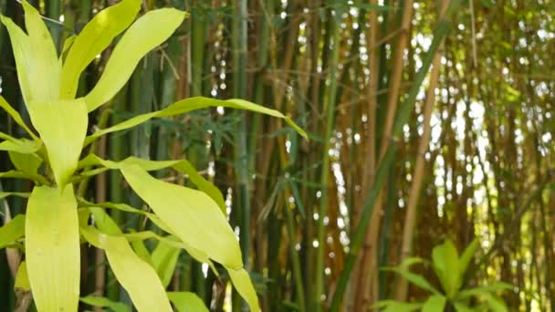 Floresta de bambu, atmosfera tropical asiática exótica. Árvores verdes no jardim meditativo feng shui zen. Arvoredo calmo tranquilo, frescura de harmonia de manhã em moita. Estética oriental natural japonesa ou chinesa — Vídeo de Stock