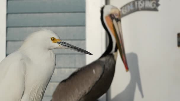 Pelikan- und Silberreiher auf einem Brückengeländer in Kalifornien, USA. Ozean Meer Strand, Küsten Reiher Vogel. — Stockvideo
