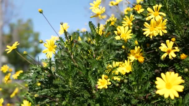 Flor de margarita amarilla, jardinería casera en California, Estados Unidos. Fondo botánico natural de cerca. Euryops Pectinatus florecen en el jardín fresco de primavera. Flora primaveral, arbusto de Asteraceae en foco suave. — Vídeos de Stock