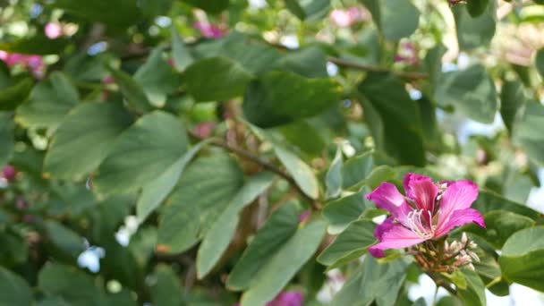 Fialový bauhinia orchidej květ, Kalifornie USA. Violet exotický tropický květ, atmosféra deštných pralesů měkké zaměření. Živé tmavě fialová přírodní botanické květinové jemné okvětní lístky zblízka — Stock video