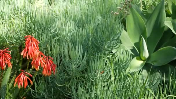 Hojas de agave, suculenta jardinería en California, EE.UU. Diseño del jardín del hogar, yuca, planta del siglo o aloe. Plantas de interior mexicanas ornamentales botánicas naturales, floricultura decorativa del clima árido del desierto — Vídeos de Stock