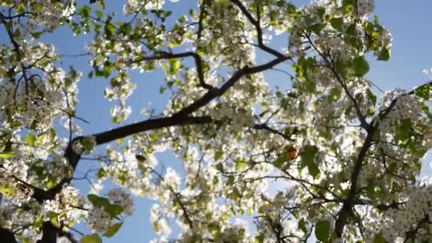 Flor blanca primaveral de cerezo, California, EE.UU. Delicadas flores de sakura tiernas de pera, manzana o albaricoque. Ambiente romántico fresco de primavera, flor botánica pura, enfoque suave bokeh. — Vídeos de Stock