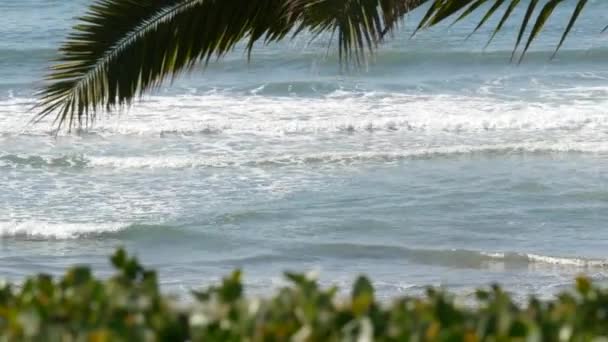 Pacific ocean tide, California beach USA (em inglês). Ondas do mar e palmeira no dia ensolarado. Férias de verão. — Vídeo de Stock