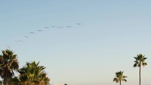 Wielkie pelikany latające, stado pelecanus szybujące na niebie. Palmy w Oceanside, Kalifornia, USA. — Zdjęcie stockowe