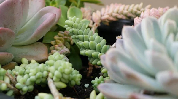 Koleksi tanaman yang lezat, berkebun di California, Amerika Serikat. Rumah desain taman, keragaman berbagai ayam botani dan anak ayam. Campuran dekoratif ornamental echeveria tanaman rumah tangga, florikultur — Stok Foto