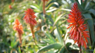 Aloe sulu kırmızı çiçek, California USA. Çöl bitkisi, kurak iklim doğal botanik yakın plan. Aloe Vera 'nın canlı sulu çiçekleri. Amerika 'da bahçıvanlık, kaktüs ve agave ile yetişir.