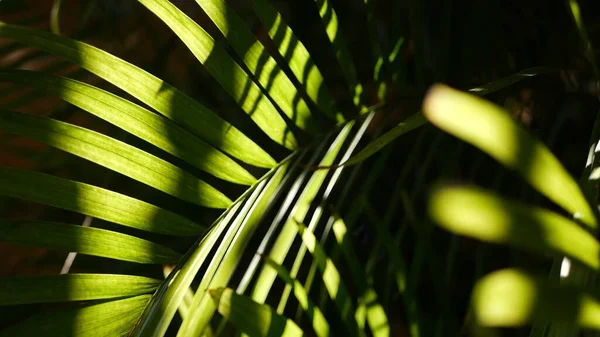 Jungle exotique forêt tropicale atmosphère tropicale. Feuilles de fronde juteuses fraîches de palmier dans la forêt amazonienne ou le jardin. Contraste vert naturel foncé feuillage luxuriant. Un écosystème à feuilles persistantes. Paradis fond esthétique — Photo