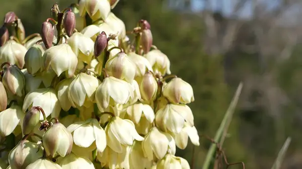 Yucca bílý květ květ, agave květ přírodní botanické zblízka pozadí. Rostlina pouště a suché podnebí v Americe a Mexiku. Květ v zahradě, zahradničení v Kalifornii, USA. Makro Wildflower — Stock fotografie