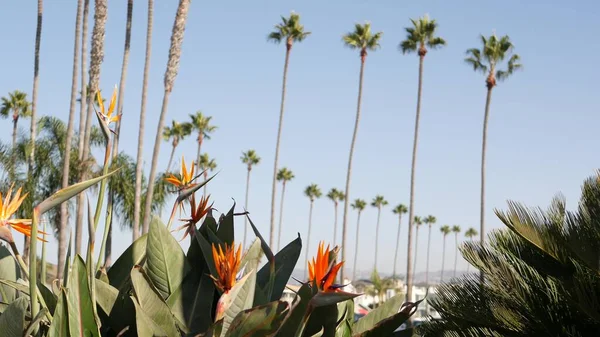 Палмс у Лос-Анджелесі, штат Каліфорнія, США. Влітку естетика Санта-Моніки і Венеційського пляжу в Тихому океані. Strelitzia птах з райської квітки. Атмосфера Беверлі-Гіллз в Голлівуді. Вібри Лос - Анджелеса — стокове фото