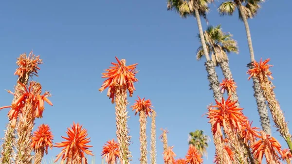 Aloe succulent roślina czerwony kwiat, Kalifornia USA. Pustynna flora, suchy klimat naturalne botaniczne zbliżenie tła. Żywy soczysty kwiat aloesu Very. Ogrodnictwo w Ameryce, rośnie z kaktusa i agawy — Zdjęcie stockowe