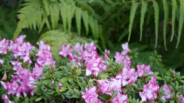 Азалія Рододендрон пурпурова квітка в лісі, штат Каліфорнія, США. Ранкова атмосфера, делікатний фіолетовий рожевий цвіт, зелене листя папороті. Ботанічна весна. — стокове фото