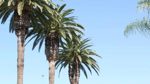 Palme a Los Angeles, California, USA. Estetica estiva di Santa Monica e Venice Beach sull'oceano Pacifico. Cielo azzurro chiaro e palme iconiche. Atmosfera di Beverly Hills a Hollywood. Le vibrazioni di LA — Foto Stock