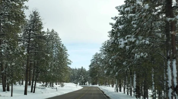 冬の森の中の雪、自動車の運転、冬のユタ州の道路の旅米国。針葉樹、フロントガラスを介して車からの眺め松。クリスマス休暇、ブライスキャニオンへの12月の旅。森へのエコツーリズム — ストック写真