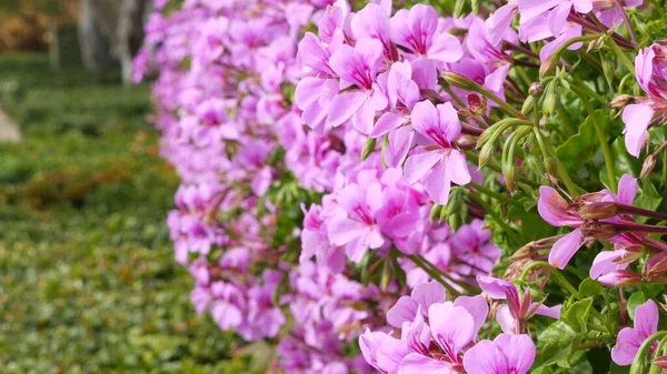 Ornamental garden flowers, home gardening in California, USA. Decorative botanical floriculture. Flora bloom, juicy plant colors — Stock Photo, Image