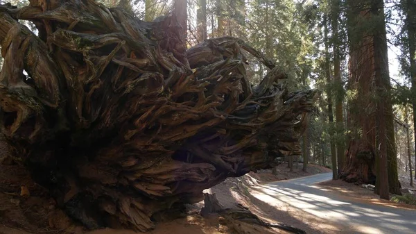 Rötter av fallna sekvenser, jättestor trädstam i skogen. Utrotad stor barrfuru ligger i nationalpark i norra Kalifornien, USA. Miljövård och turism. Gammaldags skog — Stockfoto