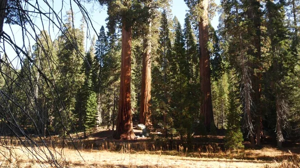 Sequoia forest, redwood trees in national park, Northern California, USA. Old-growth woodland near Kings Canyon. Trekking and hiking tourism. Unique lagre coniferous pines with massive tall trunks — Stock Photo, Image