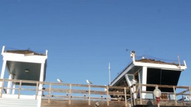 Kaliforniya, rıhtımdaki cankurtaran kulesinin yanındaki martı kuşu. Can kurtaran kulesi kulübesi ve mavi gökyüzü.