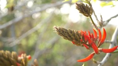 Kaliforniya 'nın bahçesinde kırmızı mercan ağacı çiçeği. Erythrina alev ağacı bahar çiçeği, romantik botanik atmosfer, narin tropikal çiçekler. Bahar ışıl ışıl renkler. Yumuşak bulanıklık tazeliği