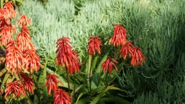 Aloe sulu kırmızı çiçek, California USA. Çöl bitkisi, kurak iklim doğal botanik yakın plan. Aloe Vera 'nın canlı sulu çiçekleri. Amerika 'da bahçıvanlık, kaktüs ve agave ile yetişir.
