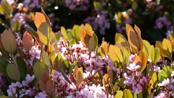 Indian hawthorn pink flower, California USA. Raphiolepis primavera floración fresca, ambiente botánico romántico, delicada flor natural. Primavera color suave, diseño de jardín y floricultura decorativa — Vídeos de Stock