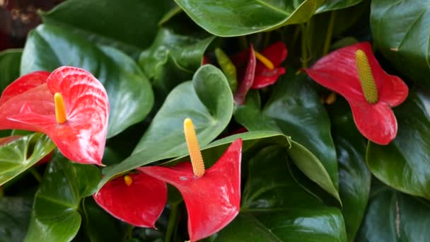 Rode calla lelie bloem, donkergroene bladeren. Elegante kastanjebruine bloesem. Exotische tropische jungle regenwoud, stijlvolle trendy botanische sfeer. Natuurlijk levendig groen, paradijselijke esthetiek. Trommelplant — Stockvideo