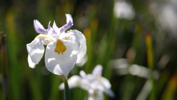 White iris flower blossom, gardening in California, USA. Delicate bloom in spring morning garden, drops of fresh dew on petals. springtime flora in soft focus. Natural botanical close up background — Stock Video